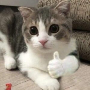따봉